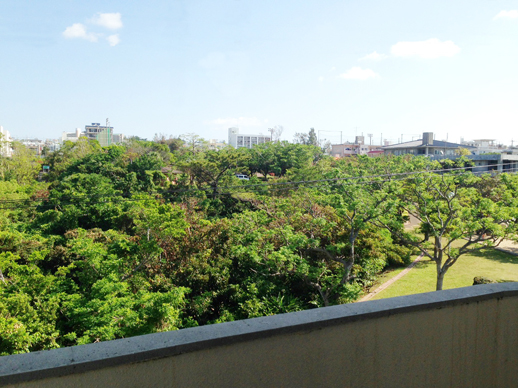 バルコニーからの眺め。靭公園にも負けない木の勢い。
